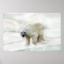 Suche nach großer wilder bär poster Tiere
