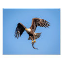 Suche nach weißkopfseeadler poster Raubvögel