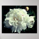 Suche nach bühne poster Blume