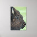 Suche nach amerikanischer bison leinwandbilder Büffel