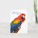 Suche nach macaw karten Tier