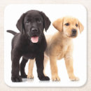 Suche nach schwarzer labrador untersetzer Retriever