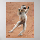 Suche nach sifaka Lemur
