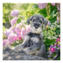 Suche nach schnauzer hunde poster Niedlich