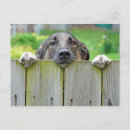 Suche nach pinkeln postkarten Welpe