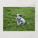 Suche nach bully postkarten Bulldogge