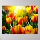 Suche nach tulips poster Orange