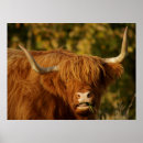 Suche nach scottish highland poster Schottland