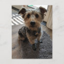 Suche nach seidener postkarten Terrier