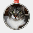 Suche nach graue katzen ornamente Tabby