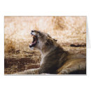 Suche nach löwin postkarten Tanzania