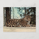 Suche nach jaguar postkarten Wildtiere