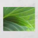 Suche nach hosta postkarten Foto