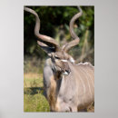 Suche nach reserve poster Animal