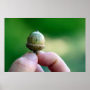 Suche nach acorn poster Eiche