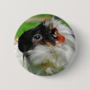 Suche nach meerschweinchen buttons Guinea