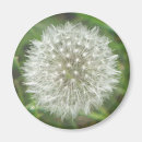 Suche nach dandelion magnete Fotografie