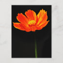 Suche nach kosmos blume postkarten Blumenreich