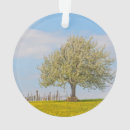 Suche nach kirschbaum ornamente Natur