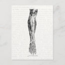 Suche nach anatomie postkarten Bein