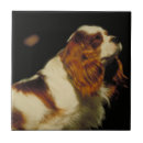 Suche nach spaniel fliesen Hund