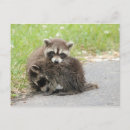 Suche nach baby waschbären postkarten Niedlich
