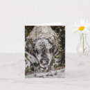 Suche nach bison karten Natur