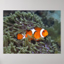 Suche nach clownfische poster Unterwasser