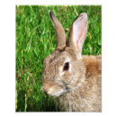 Suche nach wildes kaninchen poster Jede person