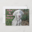 Suche nach weimaraner welpe karten Hund