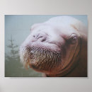 Suche nach haifische poster Angriff