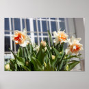 Suche nach narzissen poster Blume