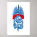 Suche nach röntgenstrahlen poster Blau