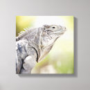 Suche nach reptil leinwandbilder Wild lebende tiere