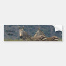 Suche nach zebra autoaufkleber Afrika