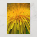 Suche nach gelber löwenzahn postkarten Blumenfotografie