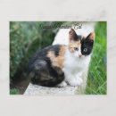 Suche nach lustige katzen postkarten Parodie