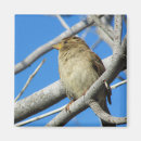 Suche nach spatz magnete Foto