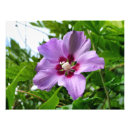 Suche nach rosa blüten poster Tropisch