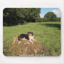 Suche nach collies mousepads Bauernhof
