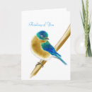 Suche nach drossel karten Blauer vogel