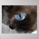 Suche nach katzenauge poster Blau