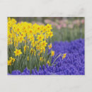Suche nach keukenhof gärten postkarten Design