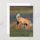 Suche nach palomino postkarten Tier