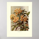 Suche nach rhododendron poster Vintag