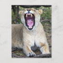 Suche nach panthera löwe postkarten Liegen