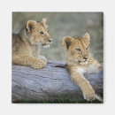 Suche nach baumstamm magnete Masai mara