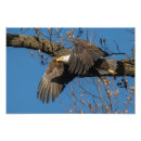 Suche nach adler foto poster Natur