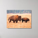 Suche nach amerikanischer bison leinwandbilder Kuh