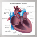 Suche nach anatomisches herz poster Arzt